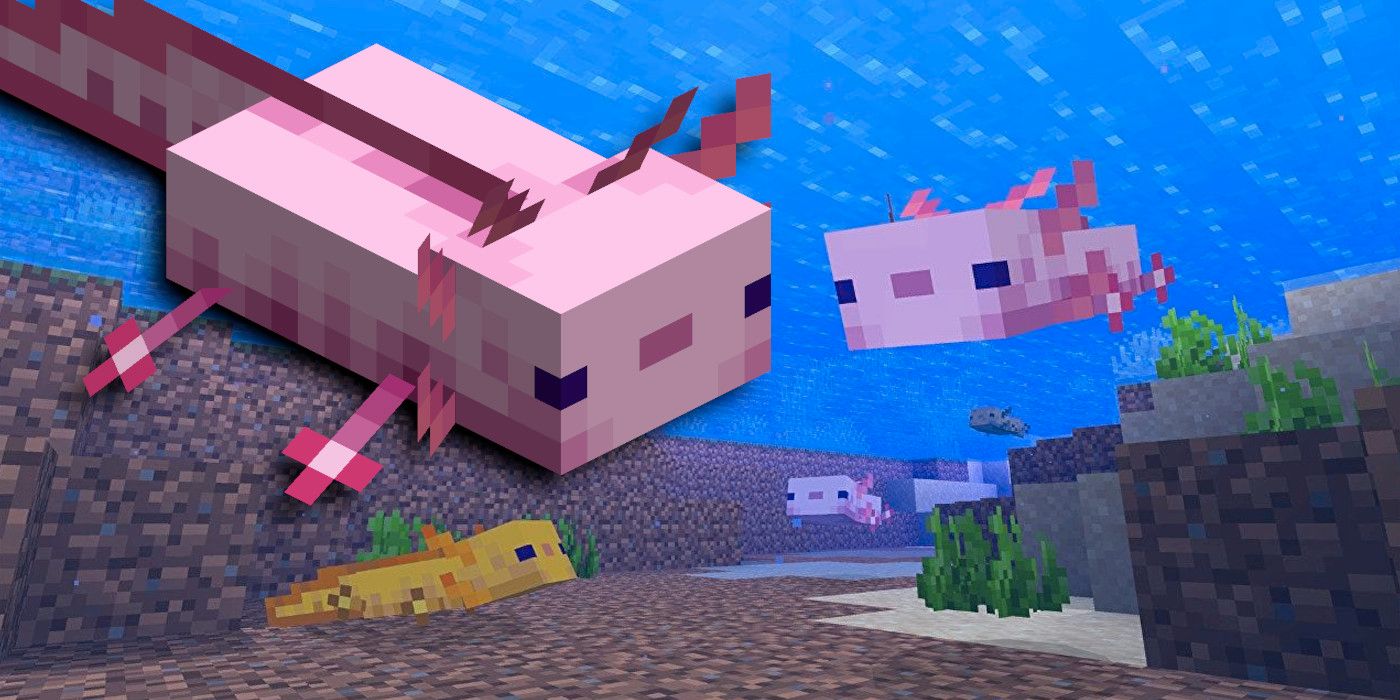 â How To Breed Axolotls Minecraft / How To Breed Axolotls ...