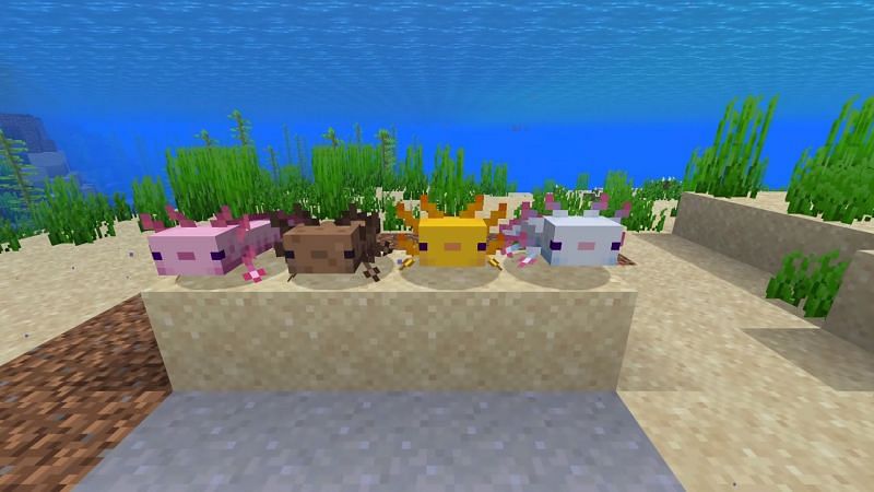 Can Axolotls go on land in Minecraft?
