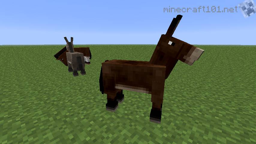 Horses, Donkeys and Mules