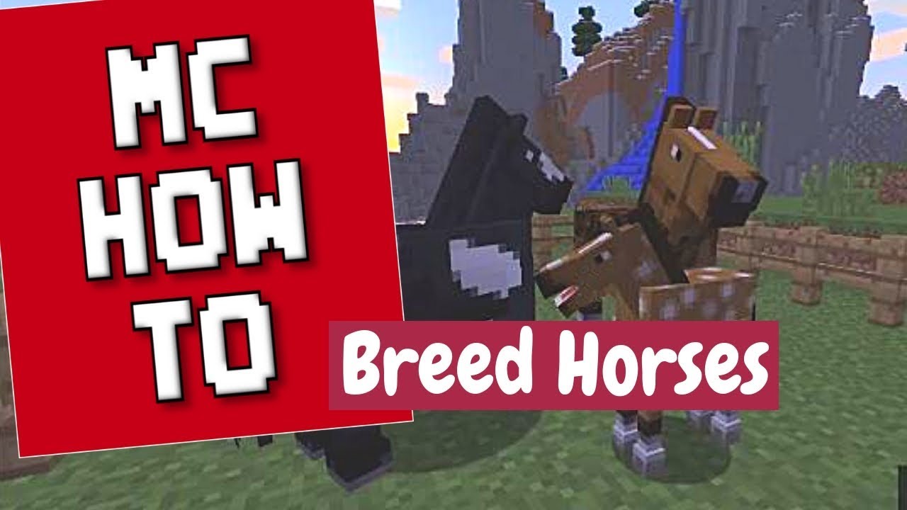 How To Breed Horses/How to Breed Donkeys