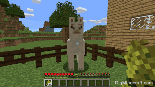 How to Feed a Llama in Minecraft