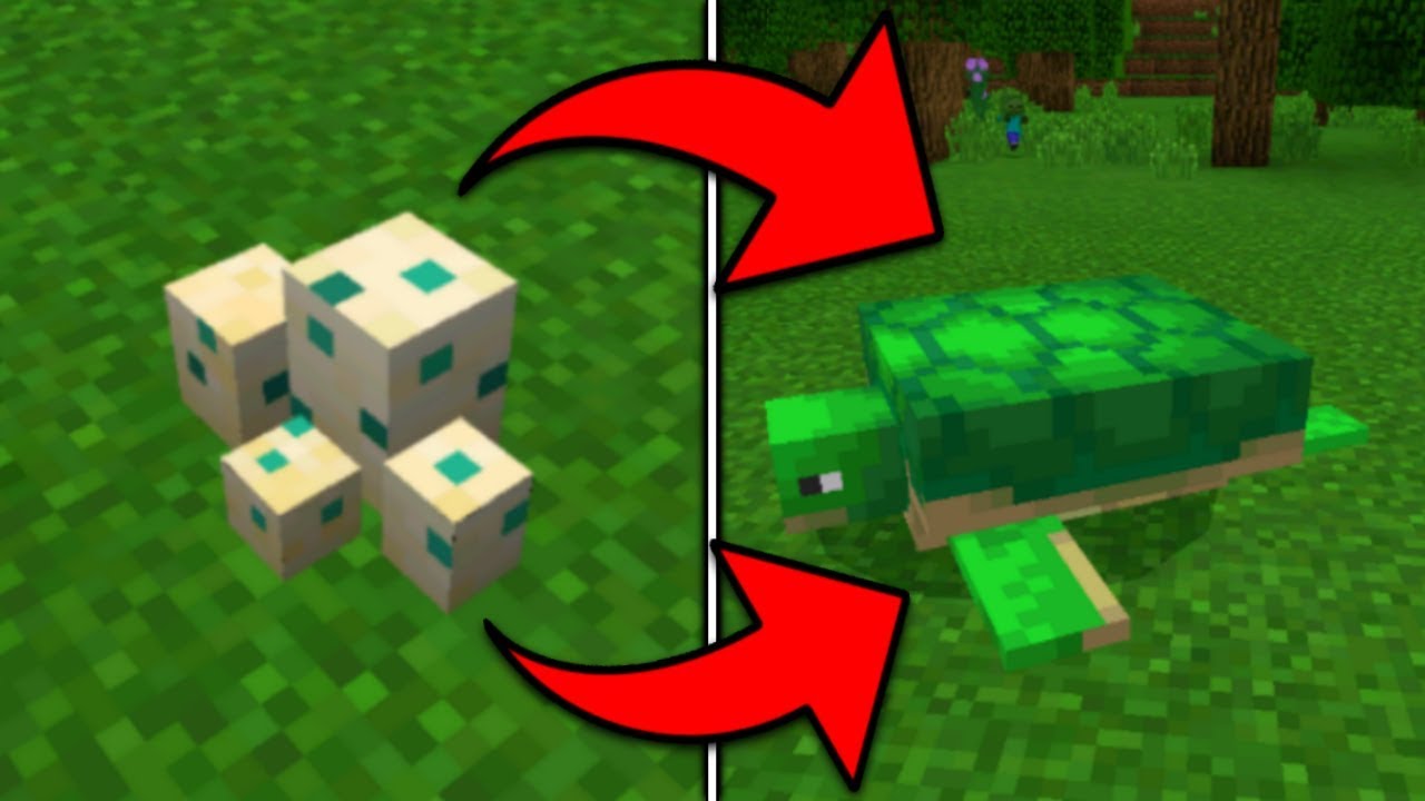 How To Hatch a Turtle Egg in Minecraft Pocket Edition (1.5 ...