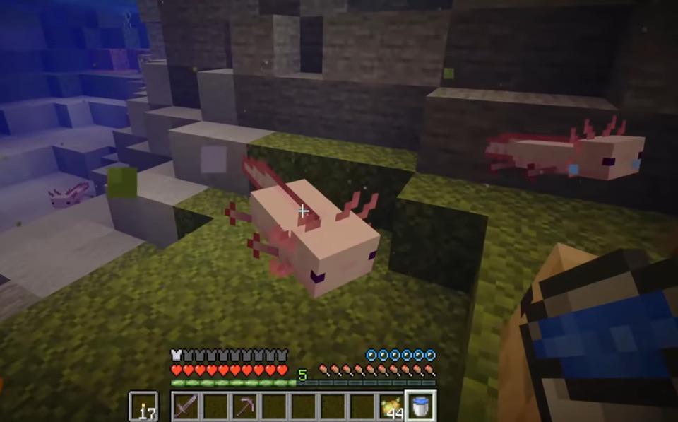 What Axolotls Eat In Minecraft